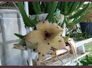 Carrion Flower